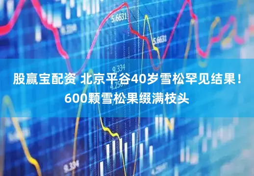 股赢宝配资 北京平谷40岁雪松罕见结果！600颗雪松果缀满枝头