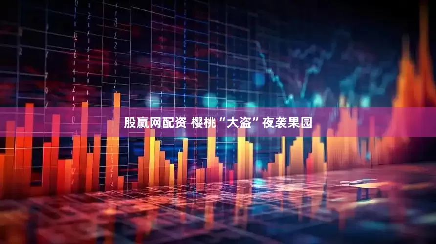 股赢网配资 樱桃“大盗”夜袭果园